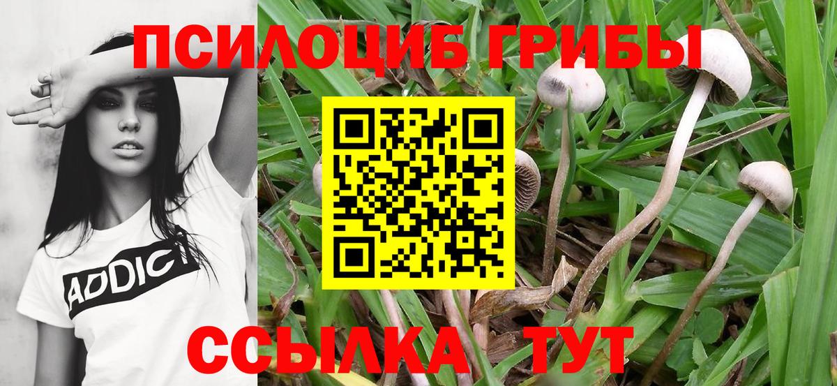 Псилоцибиновые грибы GOLDEN TEACHER  Псилоцибиновые грибы Psilocybe  Лыткарино 